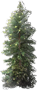 Wollemi Pine